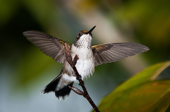 Female Ruby Throated Hummingbird