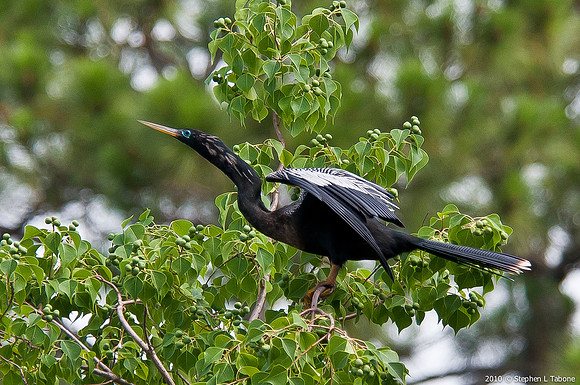 Anhinga