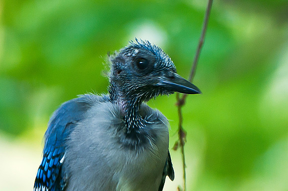 Blue Jay Molting
