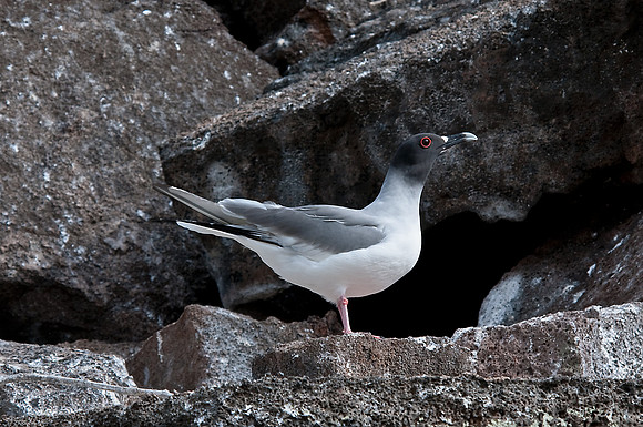 Swallow-Tailed Gull