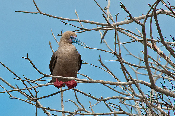 Red-Footed Boobie