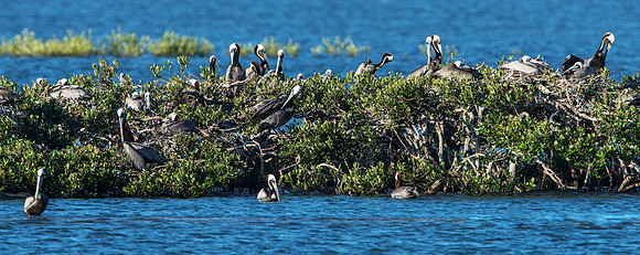 Pelican Island