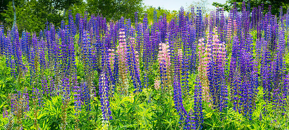 Lupines in Somesville