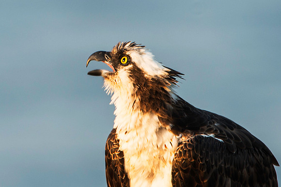 Female Osprey