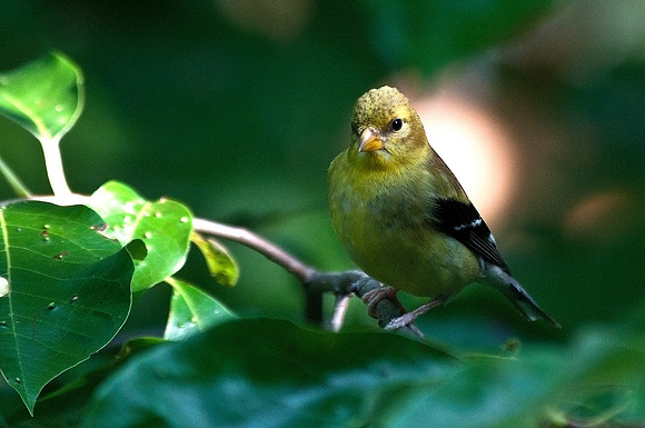 American Goldfinch