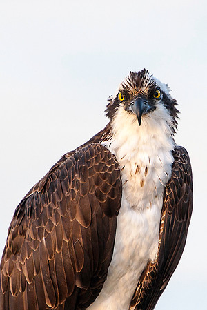 Female Adult Osprey
