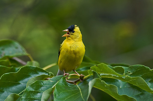 American Goldfinch