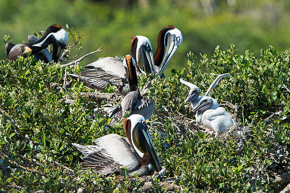 Pelican Chicks