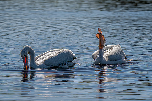 Pelicans with Fish