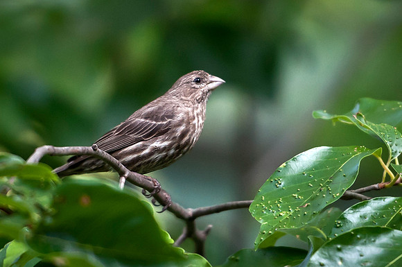 Female House Finch