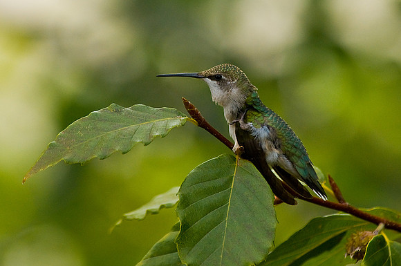 Ruby-Throated Hummingbird