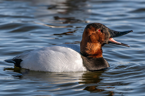 Canvasback Duck Open Bill
